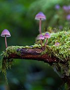 PERFUME NATURE CHIPRE