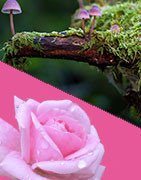 CHIPRE-FLORAL